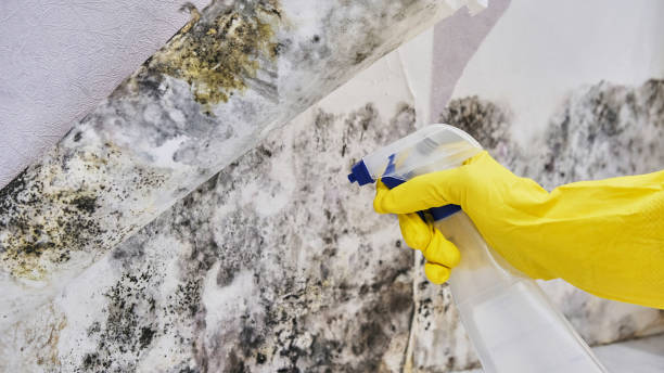 Best Water damage restoration near me  in Hayfork, CA